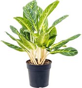 Groene plant – Epipremnum (Aglaonema Key Lime) – Hoogte: 80 cm – van Botanicly