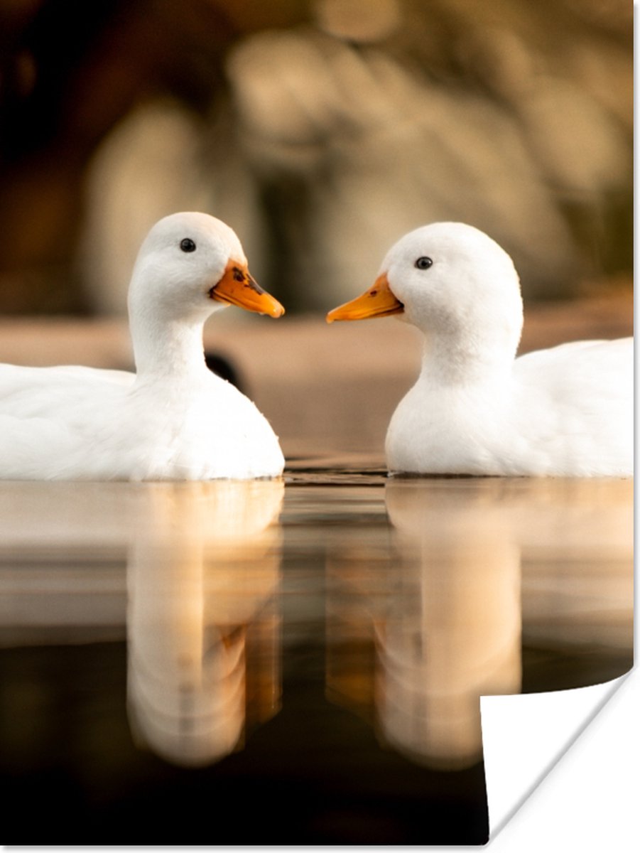 Poster Eend - Wit - Dieren - Water - Vogel - Eenden - 60x80 cm