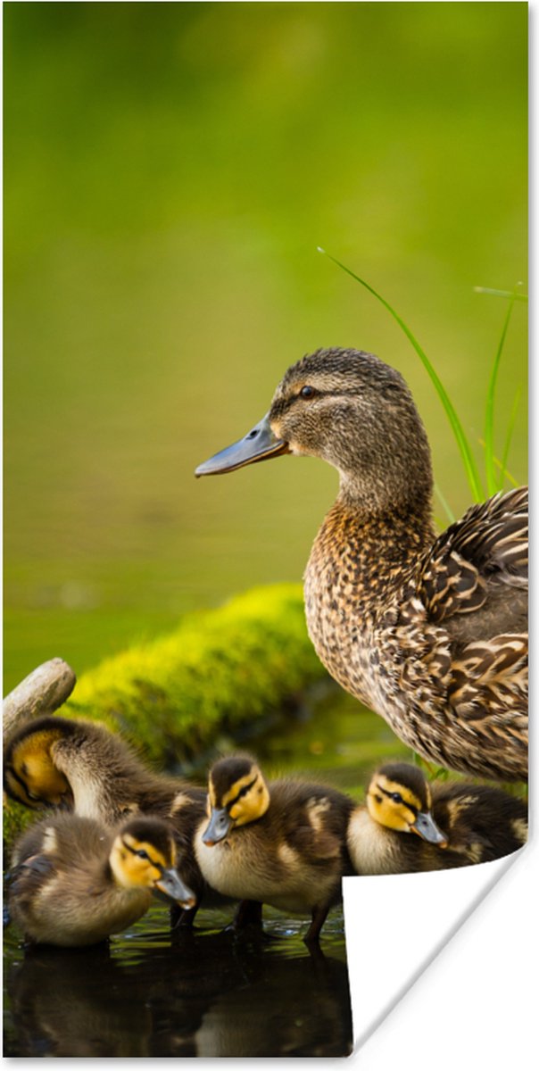 Poster Eend - Vogels - Water - Tak - Mos - 20x40 cm