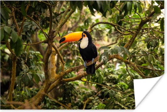 Poster Vogel - Toucan - Jungle - Nature - Tropical - 30x20 cm