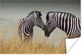 Poster Moeder zebra en haar jong - 60x40 cm
