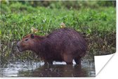 Affiche A Capybara dans une zone marécageuse - 120x80 cm