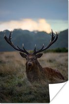 Hert in het veld Poster 80x120 cm - Foto print op Poster (wanddecoratie woonkamer / slaapkamer) / Wilde dieren Poster