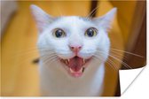 Lachende kat van dichtbij 30x20 cm - klein - Foto print op Poster (wanddecoratie woonkamer / slaapkamer)