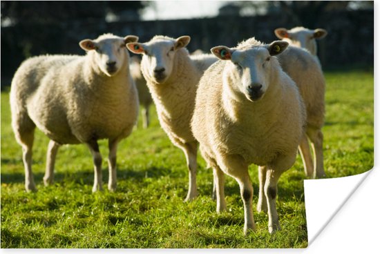 Poster troupeau de moutons dans les pâturages 60x40 cm - Tirage photo sur Poster (décoration murale salon / chambre) / Poster Animaux