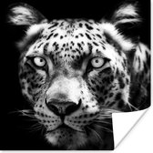 Close-up Perzisch luipaard tegen zwarte achtergrond in zwart-wit poster papier 75x75 cm - Foto print op Poster (wanddecoratie woonkamer / slaapkamer) / Close-Up Poster