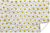 Affiche un dessin floral de marguerites 60x40 cm - Tirage photo sur Poster (décoration murale salon / chambre) / Affiche Fleurs