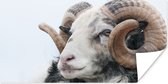 Affiche Mouton - Corne - Animaux - 160x80 cm