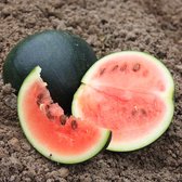 de Bolster Watermeloen 