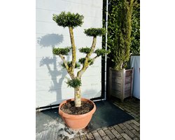 Olijfboom Pon Pon - Olea Europea