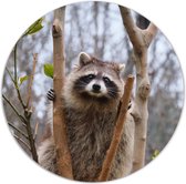 Label2X - Muurcirkel racoon - Ø 120 cm - Forex - Multicolor - Wandcirkel - Rond Schilderij - Muurdecoratie Cirkel - Wandecoratie rond - Decoratie voor woonkamer of slaapkamer