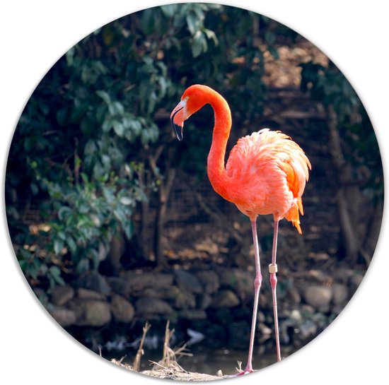 Label2X - Muurcirkel flamingo - Ø 100 cm - Dibond - Multicolor - Wandcirkel - Rond Schilderij - Muurdecoratie Cirkel - Wandecoratie rond - Decoratie voor woonkamer of slaapkamer