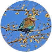 Label2X - Muurcirkel colour birdy - Ø 140 cm - Forex - Multicolor - Wandcirkel - Rond Schilderij - Muurdecoratie Cirkel - Wandecoratie rond - Decoratie voor woonkamer of slaapkamer