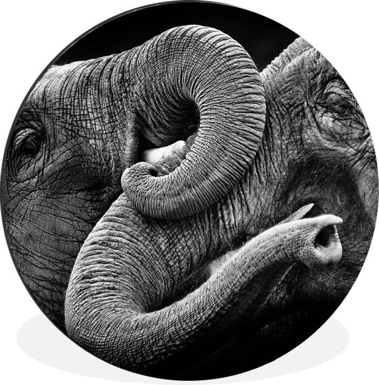 WallCircle - Wandcirkel - Muurcirkel - Omhelzing olifanten op zwarte achtergrond in zwart-wit - Aluminium - Dibond - ⌀ 60 cm - Binnen en Buiten