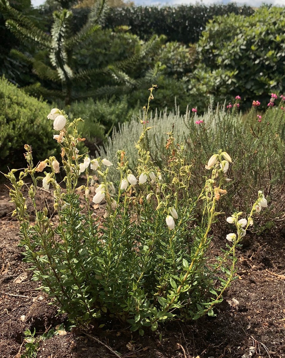 Heide Ierse Wit 10 Stuks Daboecia cantabrica 'Alberts White' P10.5 Plant Tuinplant Bloem