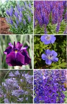 Bulbes de Brenda - Paquet de plantes vivaces abeilles et papillons bleu - 6 pièces - 6 espèces - agapanthe - delphinium - géranium - iris - salvia - véronique