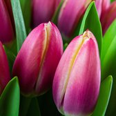 VeenseTulpen Brievenbuspakket Multicolor (Vrolijk) - Echte Bloemen - 10 Stuks - Verse Cadeau Bloemen - Vers Bosje Tulpen