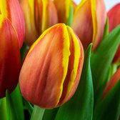VeenseTulpen Brievenbuspakket Multicolor (Warm) - Echte Bloemen - 10 Stuks - Verse Cadeau Bloemen - Vers Bosje Tulpen