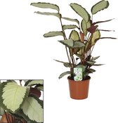 Plantenboetiek.nl | Calathea Picturata - Kamerplant - Hoogte 65cm - Potmaat 17cm