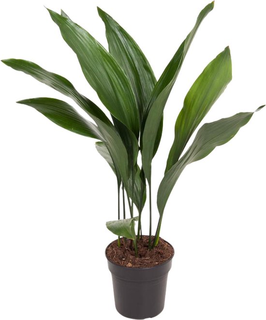 Plantenboetiek.nl | Aspidistra Elatior - Ø17cm - 60-70cm hoog - Kamerplant - Groenblijvend
