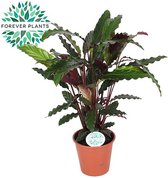 Plantenboetiek.nl | Calathea Rufibarba - Kamerplant - Hoogte 45cm - Potmaat 14cm