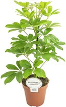 Plantenboetiek.nl | Schefflera Nora - Kamerplant - Hoogte 45cm - Potmaat 13cm