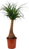 Plantenboetiek.nl | Beaucarnea Recurvata - Kamerplant - Hoogte 65cm - Potmaat 21cm