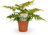 Plantenboetiek.nl | Dryopteris Erythrosora - Kamerplant - Hoogte 35cm - Potmaat 12cm