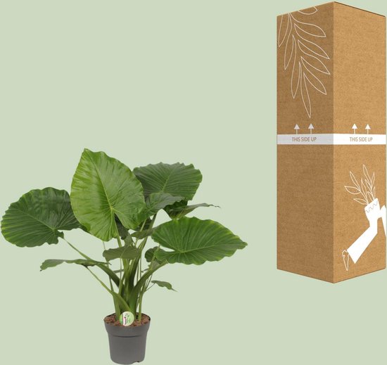Plantenboetiek.nl | Alocasia Gageana California - Plante d'intérieur - Hauteur 80cm - Taille du pot 21cm