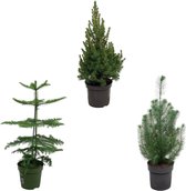 Kerstpakket - Araucaria (kamerden) + Pinus + Picea (kerstboompje) - Potmaat 19cm - Hoogte 50-60cm