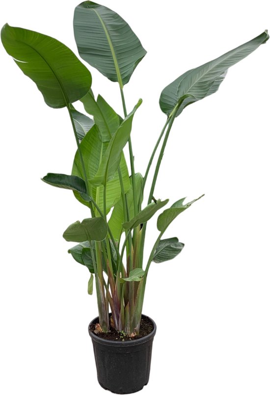 Strelitzia Nicolai | Paradijsvogelplant 150cm kopen