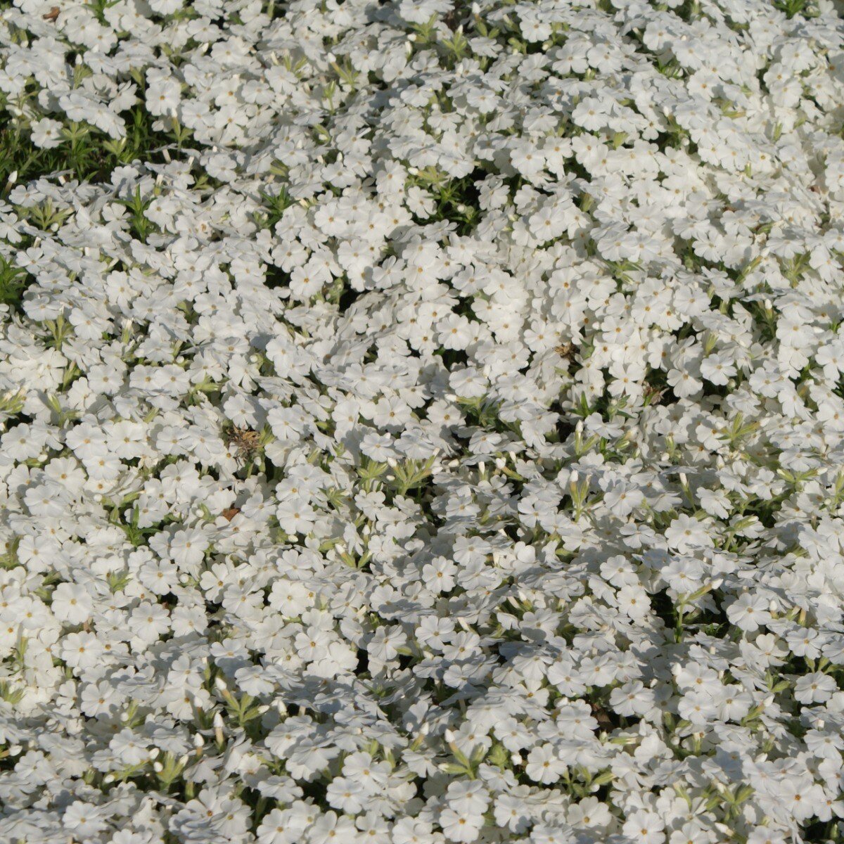 12 x Kruipphlox Wit / Kruipende Vlambloem - Phlox subulata 'Maischnee' - Wintergroene Bodembedekker in 9x9cm pot met hoogte 5-10cm