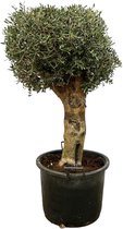 Olijfboom Olea Europaea Lorc Bonsai - 180cm