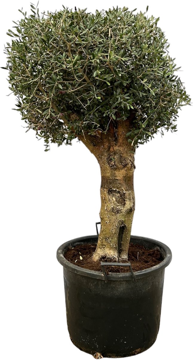 Green Bubble Olijfboom Olea Europaea Lorc Bonsai 180cm