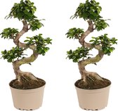 Plant in a Box - Ficus Ginseng S-Shape - Set van 2 - Japanse Bonsai kamerplanten - Pot 20cm - Hoogte 55-65cm