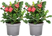Plant in a Box - Euphorbia Milii - Christusdoorn - set van 2 - kamerplant - vetplant - ⌀ 13 cm - hoogte 25-35 cm