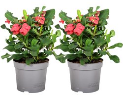 Plant in a Box - Euphorbia Milii - Christusdoorn - set van 2 - kamerplant - vetplant - ⌀ 13 cm - hoogte 25-35 cm
