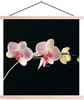 Posterhanger incl. Poster - Schoolplaat - Orchidee - Bloemen - Zwart - Roze - Knoppen - 60x60 cm - Blanke latten
