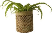 WinQ -Mand Abaca groen 23x22 cm - open gevlochten Groen n/ Naturel- Planten mand- Decoratiemand
