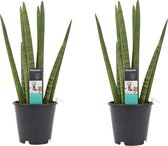 Goed & Groen - Decorum Duo Sansevieria Cylindrica - ↨ 35cm - Potmaat 12 - Kwaliteit Planten - Kamer Plant - Kamerplanten - Sfeer