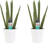 Goed & Groen - Decorum Duo Sansevieria Cylindrica met sierpot Anna white - ↨ 35cm - Potmaat 12 - Kwaliteit Planten - Kamer Plant - Kamerplanten - Sfeer