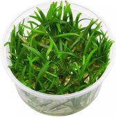 Moerings Aquariumplanten - Eriocaulon cinereum in vitro (3x 100cc cup) - Aquariumplant in cup