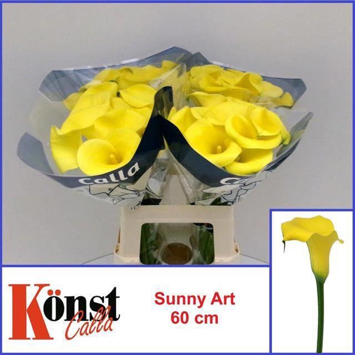 10x Zant.sunny art 60cm