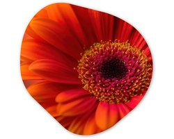 Organische wanddecoratie 90x90 cm - Organisch schilderij Oranje - Gerbera - Intens - Muurdecoratie woonkamer - Kamer decoratie - Schilderijen - Muurcirkel aesthetic