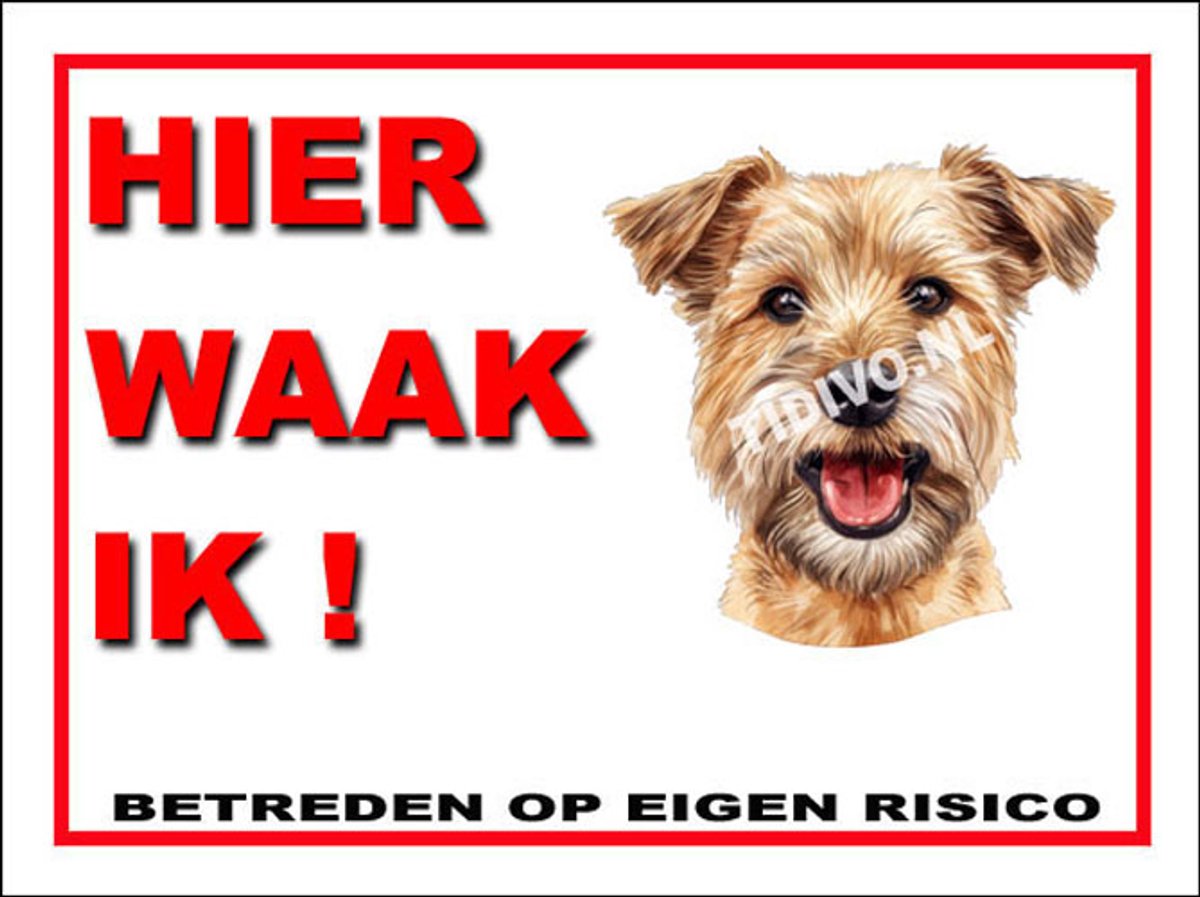 Lucas Terrier 3