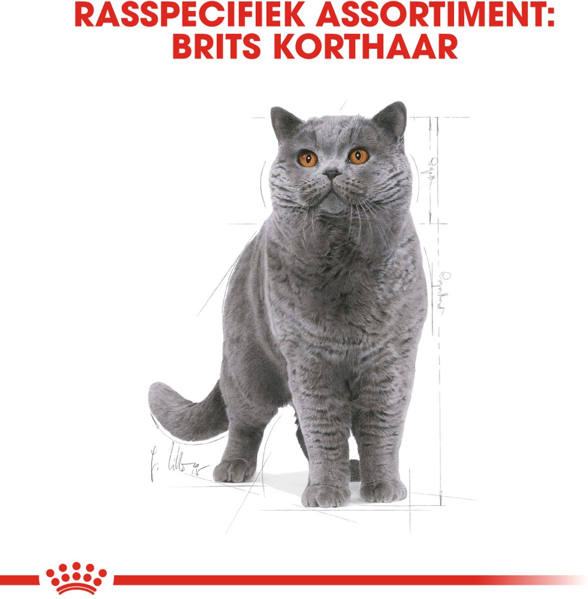Royal Canin - British Shorthair Voeding thumbnail 2