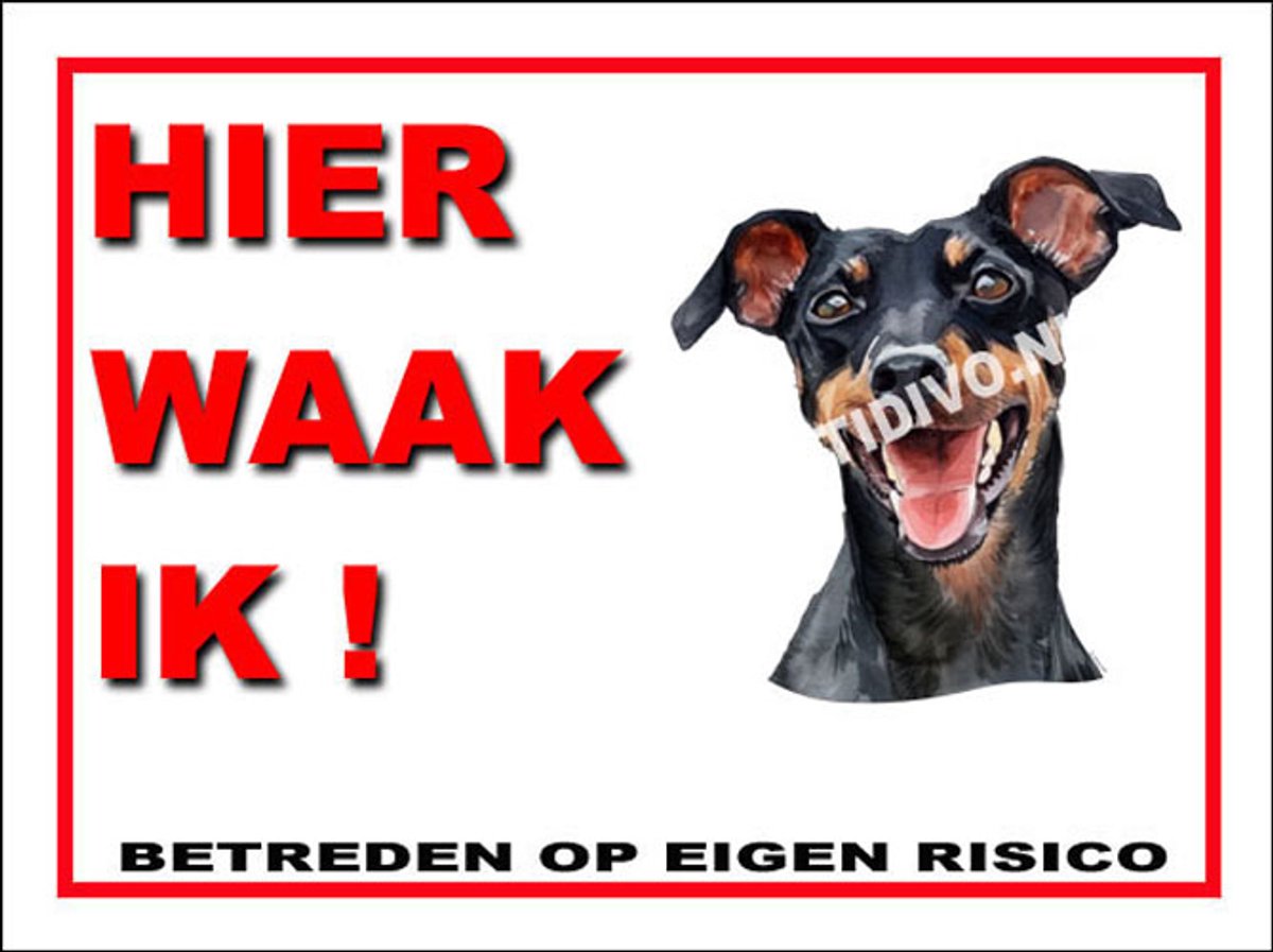 Manchester Terrier 3