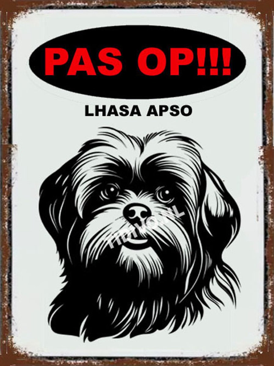Lhasa Apso 17