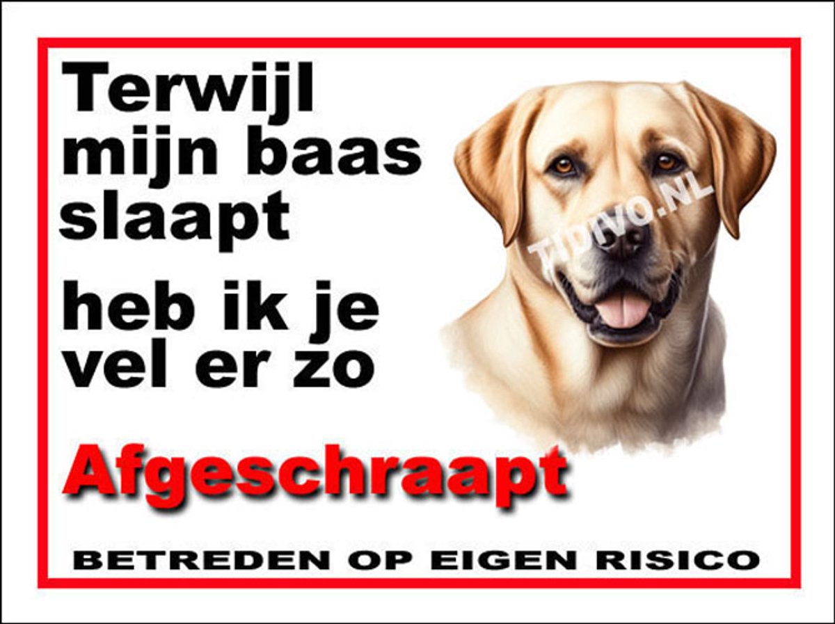 Labrador Retriever 15