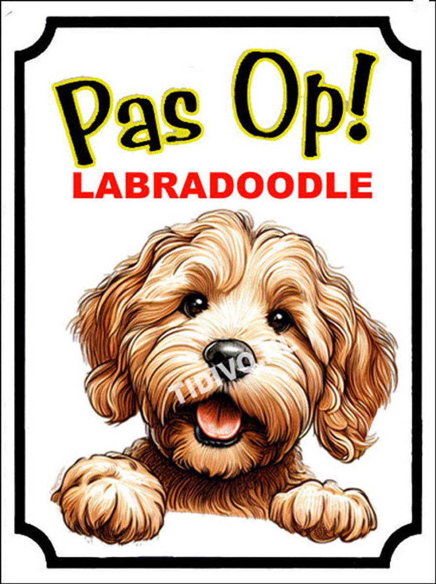 Labradoodle 16